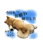 柴犬ぽんた 最近どう？（個別スタンプ：10）