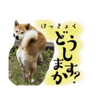 柴犬ぽんた 最近どう？（個別スタンプ：11）