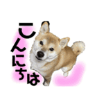 柴犬ぽんた 最近どう？（個別スタンプ：12）