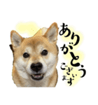 柴犬ぽんた 最近どう？（個別スタンプ：13）