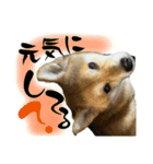 柴犬ぽんた 最近どう？（個別スタンプ：14）