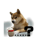 柴犬ぽんた 最近どう？（個別スタンプ：15）
