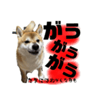 柴犬ぽんた 最近どう？（個別スタンプ：16）