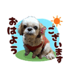 シーズー犬スタンプ きほんの言葉（個別スタンプ：1）