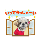 シーズー犬スタンプ きほんの言葉（個別スタンプ：5）