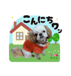 シーズー犬スタンプ きほんの言葉（個別スタンプ：7）