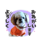 シーズー犬スタンプ きほんの言葉（個別スタンプ：9）