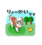 シーズー犬スタンプ きほんの言葉（個別スタンプ：10）