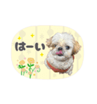 シーズー犬スタンプ きほんの言葉（個別スタンプ：11）