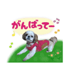 シーズー犬スタンプ きほんの言葉（個別スタンプ：15）