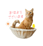 茶トラ 猫 敬語 あいさつ スタンプ（個別スタンプ：1）