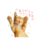 茶トラ 猫 敬語 あいさつ スタンプ（個別スタンプ：2）
