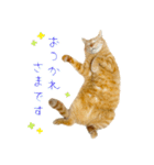 茶トラ 猫 敬語 あいさつ スタンプ（個別スタンプ：3）