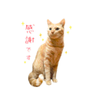 茶トラ 猫 敬語 あいさつ スタンプ（個別スタンプ：4）