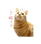 茶トラ 猫 敬語 あいさつ スタンプ（個別スタンプ：5）