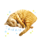 茶トラ 猫 敬語 あいさつ スタンプ（個別スタンプ：6）