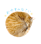 茶トラ 猫 敬語 あいさつ スタンプ（個別スタンプ：7）
