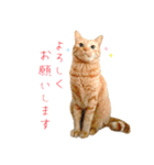 茶トラ 猫 敬語 あいさつ スタンプ（個別スタンプ：8）