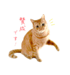 茶トラ 猫 敬語 あいさつ スタンプ（個別スタンプ：10）