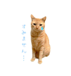 茶トラ 猫 敬語 あいさつ スタンプ（個別スタンプ：11）
