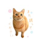 茶トラ 猫 敬語 あいさつ スタンプ（個別スタンプ：12）