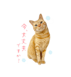 茶トラ 猫 敬語 あいさつ スタンプ（個別スタンプ：13）