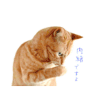 茶トラ 猫 敬語 あいさつ スタンプ（個別スタンプ：14）
