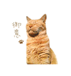 茶トラ 猫 敬語 あいさつ スタンプ（個別スタンプ：15）