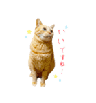 茶トラ 猫 敬語 あいさつ スタンプ（個別スタンプ：16）