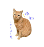 茶トラ 猫 敬語 あいさつ スタンプ（個別スタンプ：17）