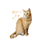 茶トラ 猫 敬語 あいさつ スタンプ（個別スタンプ：18）