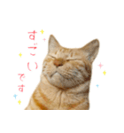 茶トラ 猫 敬語 あいさつ スタンプ（個別スタンプ：20）