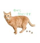 茶トラ 猫 敬語 あいさつ スタンプ（個別スタンプ：21）