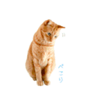 茶トラ 猫 敬語 あいさつ スタンプ（個別スタンプ：23）
