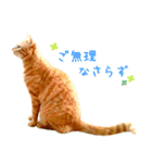 茶トラ 猫 敬語 あいさつ スタンプ（個別スタンプ：24）