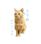 茶トラ 猫 敬語 あいさつ スタンプ（個別スタンプ：25）