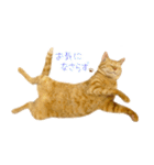 茶トラ 猫 敬語 あいさつ スタンプ（個別スタンプ：26）