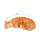 茶トラ 猫 敬語 あいさつ スタンプ（個別スタンプ：27）