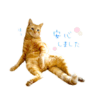 茶トラ 猫 敬語 あいさつ スタンプ（個別スタンプ：28）