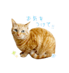 茶トラ 猫 敬語 あいさつ スタンプ（個別スタンプ：29）