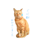 茶トラ 猫 敬語 あいさつ スタンプ（個別スタンプ：30）