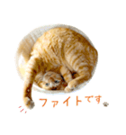 茶トラ 猫 敬語 あいさつ スタンプ（個別スタンプ：31）