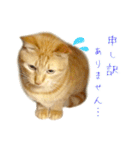 茶トラ 猫 敬語 あいさつ スタンプ（個別スタンプ：33）