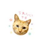 茶トラ 猫 敬語 あいさつ スタンプ（個別スタンプ：34）