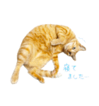 茶トラ 猫 敬語 あいさつ スタンプ（個別スタンプ：36）