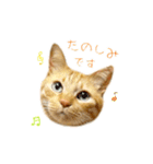 茶トラ 猫 敬語 あいさつ スタンプ（個別スタンプ：37）