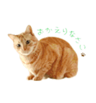 茶トラ 猫 敬語 あいさつ スタンプ（個別スタンプ：38）