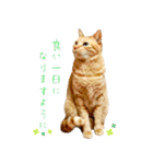 茶トラ 猫 敬語 あいさつ スタンプ（個別スタンプ：39）