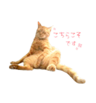 茶トラ 猫 敬語 あいさつ スタンプ（個別スタンプ：40）