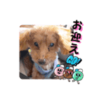 挨拶❤クレオ君とマリーちゃん（個別スタンプ：34）